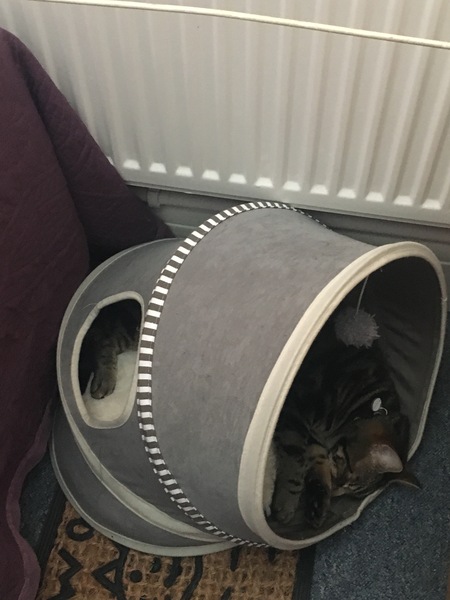 Cats still catting Part 4