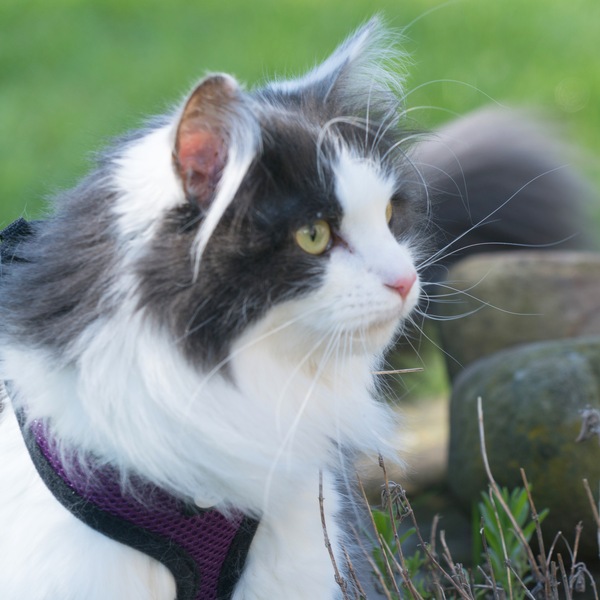 New Maine Coon arriving - what do we need?
