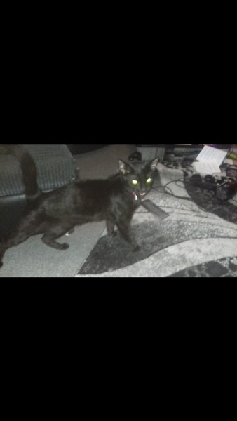 Can anyone in the Barnsley area give a home to my friends cat??