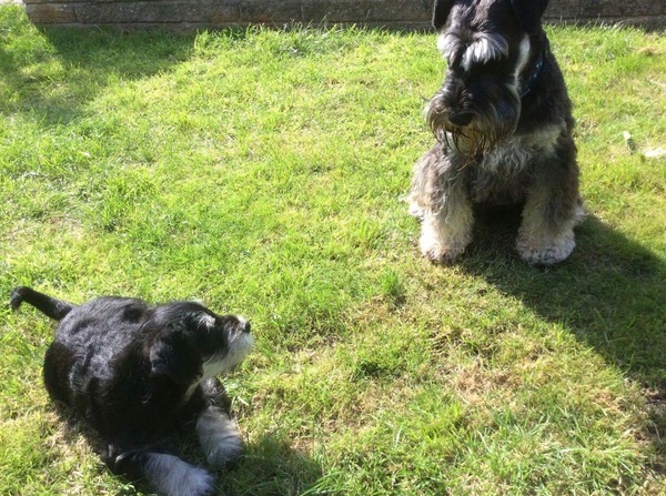 Mini Schnauzers anyone ?