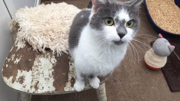 to ask can you train a cat, has anyone ever tried and if not why not?