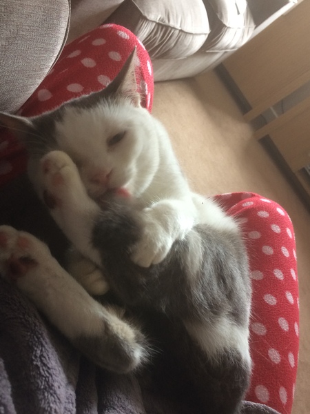 Cats still catting Part 4