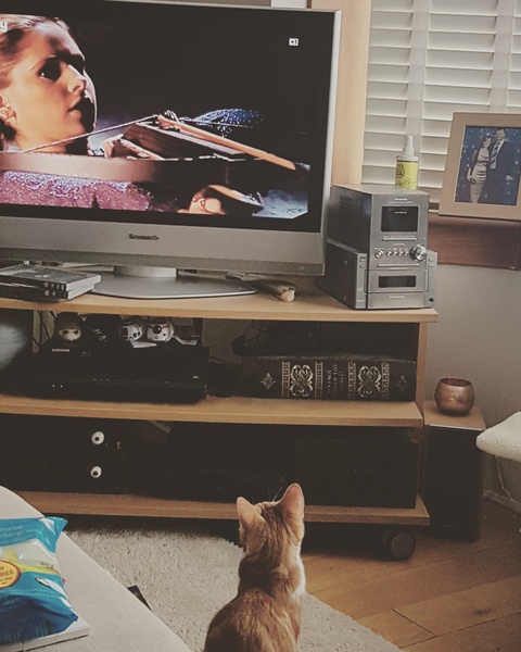 Cats still catting Part 4