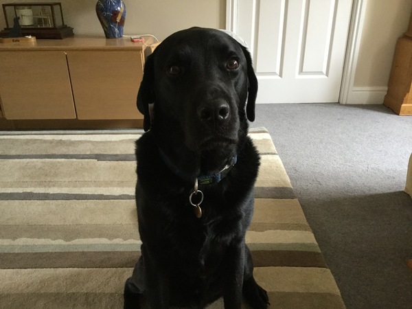 Tell me what dog to get!