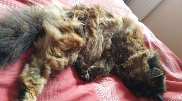 Portia is down to 5 pounds :(