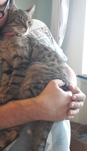 Does anyone have a Savannah cat?