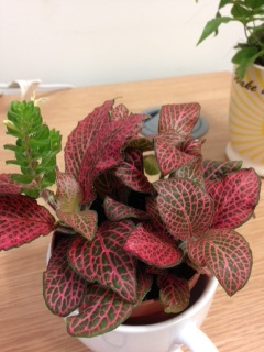 Plant ID please