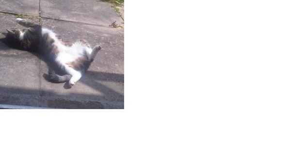 Pointless cat.