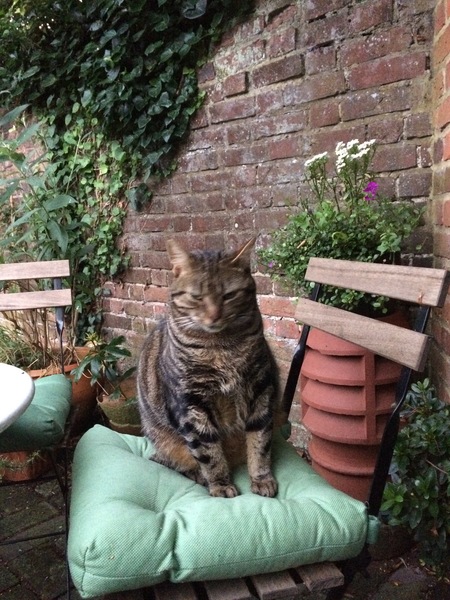 Cats still catting Part 4
