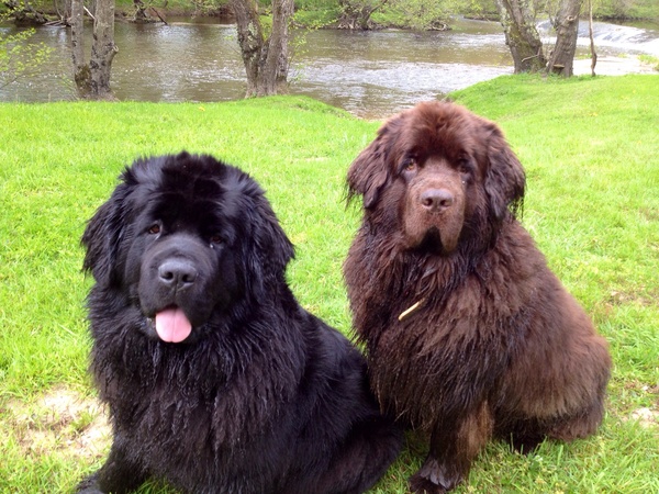 Tell us what your pets mean to you - for a chance to win a Fitbit Alta plus a copy of Finding Gobi. Now closed.
