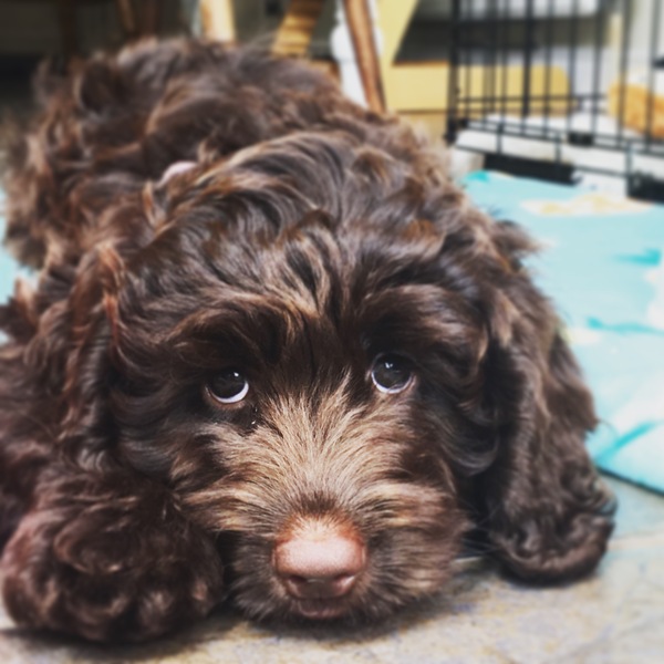 Anxious New Puppy Mum...