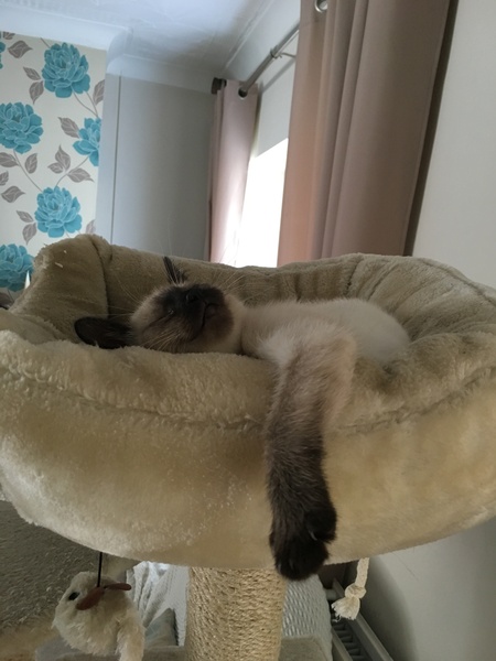 So who got a new kitten recently? Let's see then.