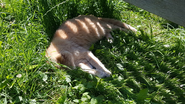 Cats still catting Part 4
