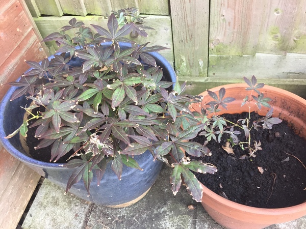 What happened to my acers?