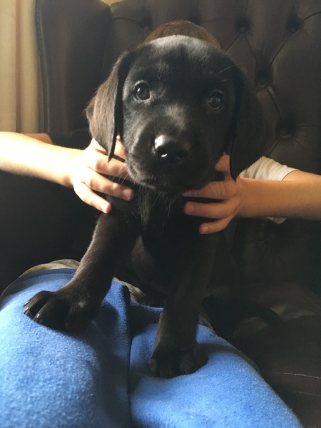 Choosing our puppy's name