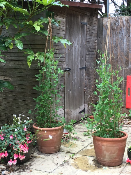 My sweet peas still have no buds, is there any hope?