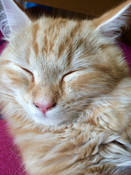 Kitten and heat