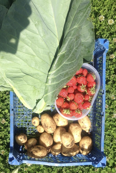 Allotment?Veg Patch Thread 10 - Plotmenters  busy into summer ! and loving James Wong