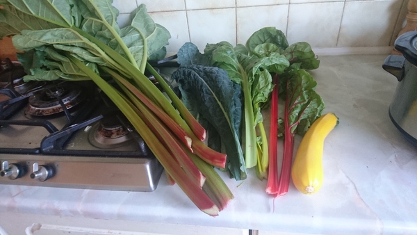 Allotment?Veg Patch Thread 10 - Plotmenters  busy into summer ! and loving James Wong