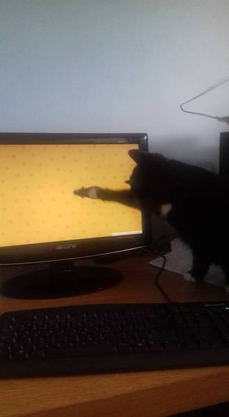 Cats still catting Part 4
