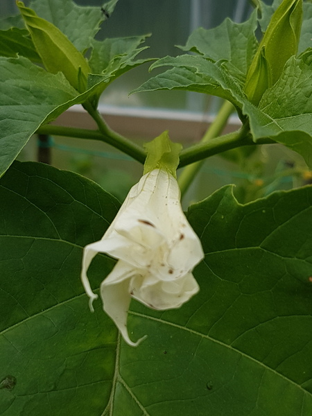 Plant identification please