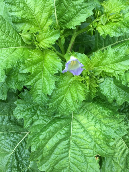 Plant id help please!