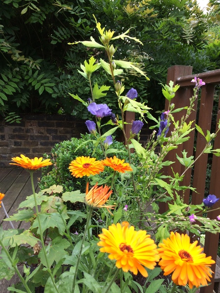 Allotment?Veg Patch Thread 10 - Plotmenters  busy into summer ! and loving James Wong