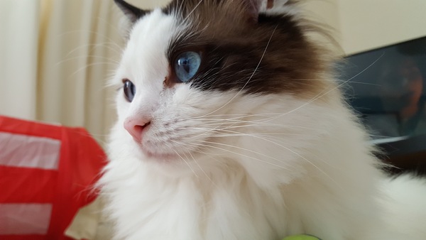 Tell me about your Ragdoll