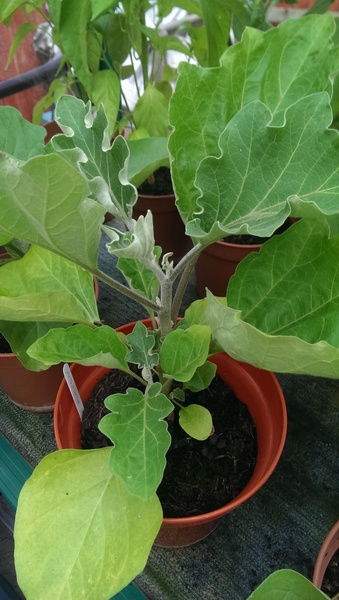 Allotment?Veg Patch Thread 10 - Plotmenters  busy into summer ! and loving James Wong