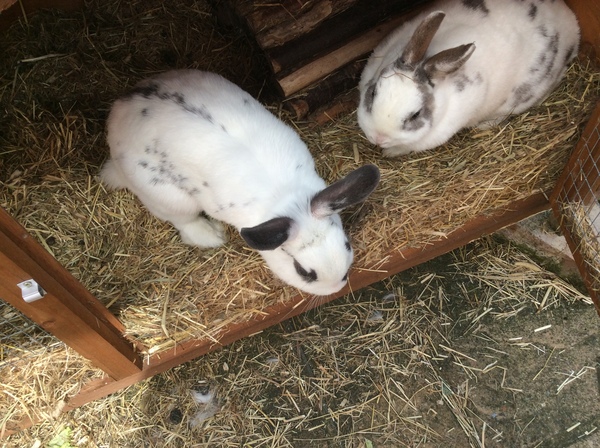 Rabbit Has Decided To Speed Up Bonding!