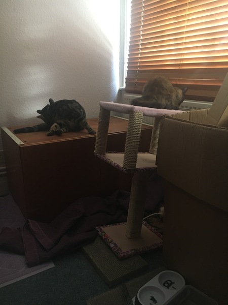 Cats still catting Part 4