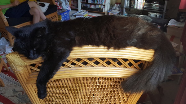 Cats still catting Part 4