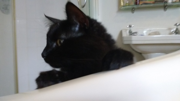 Cats still catting Part 4