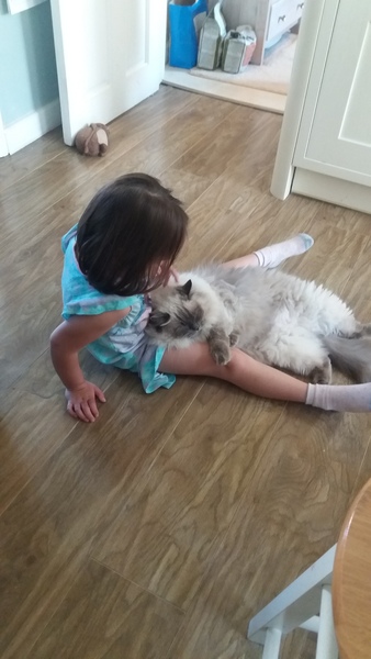 What cat should I buy?