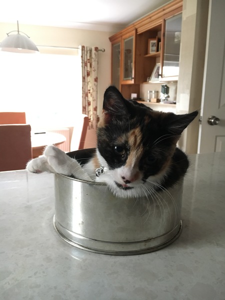 So who got a new kitten recently? Let's see then.