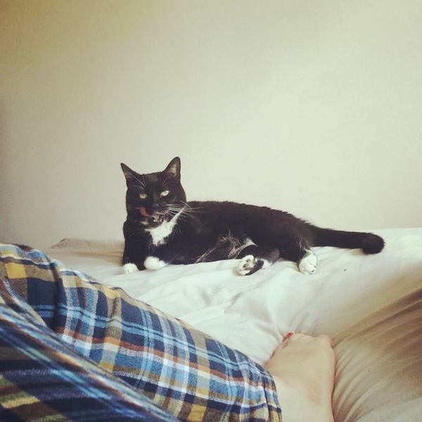 Cats still catting Part 4