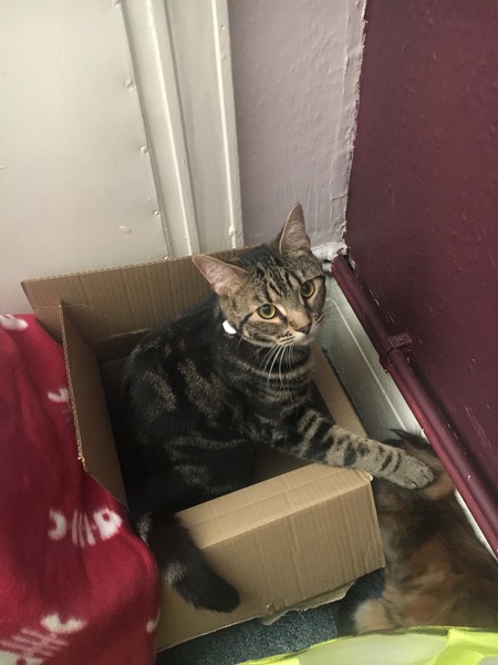 Cats still catting Part 4