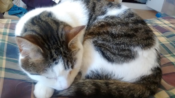 Sparklingcat has gone in for a dental today...