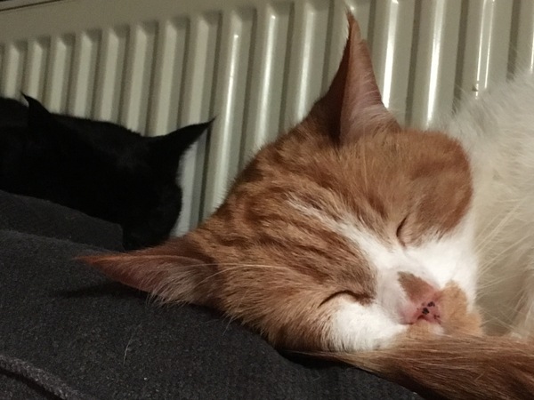 My boy is testing the nine lives theory