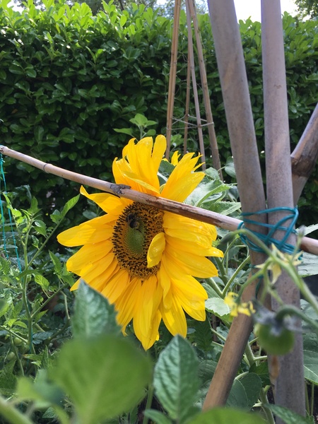 Sunflowers