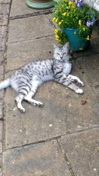 Zelda the abandoned Savannah checking in.