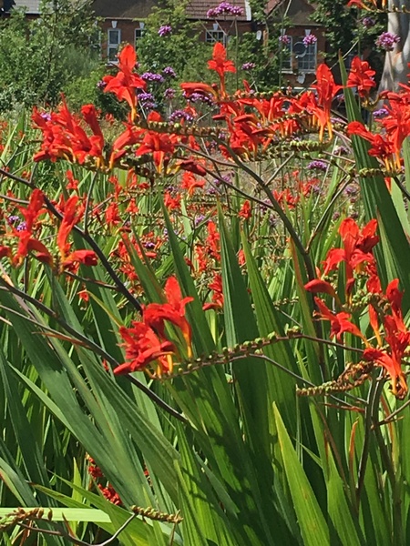 Plant identification.