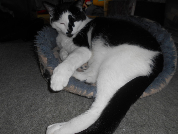 Cats still catting Part 4