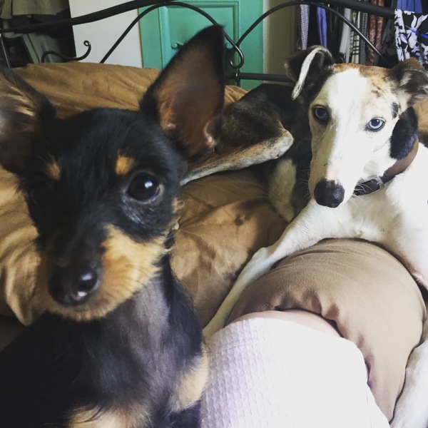 Really enjoying our new dog :)