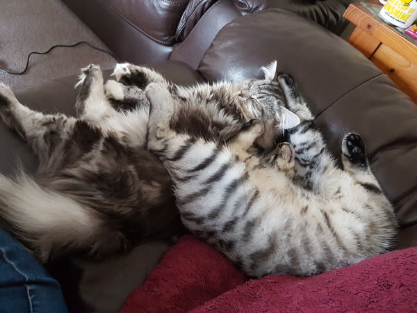 Cats still catting Part 4