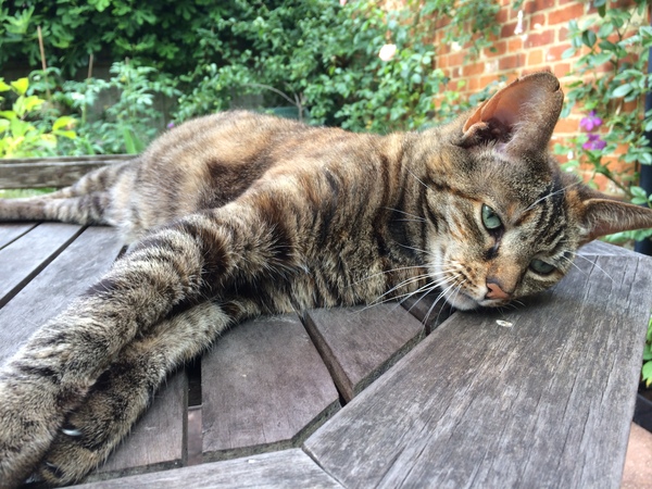 Cats still catting Part 4