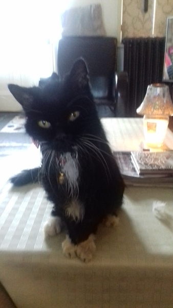 My Kitty has gone