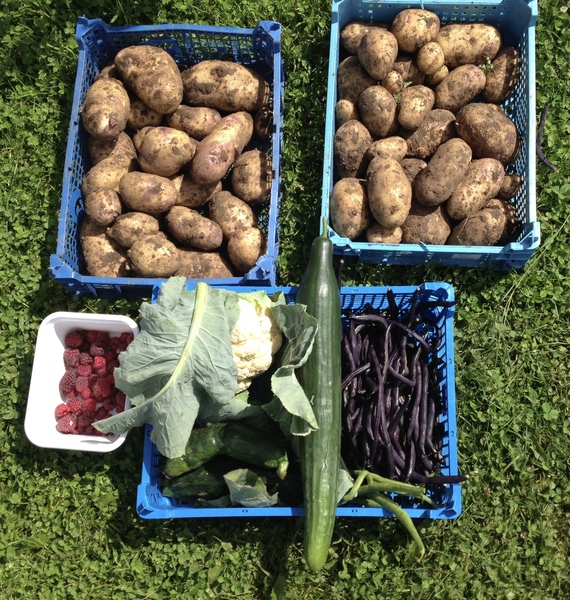 Allotment?Veg Patch Thread 10 - Plotmenters  busy into summer ! and loving James Wong