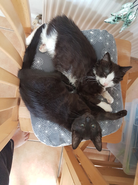I said I'd start a thread - countdown to kittens!!!