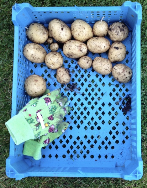 Allotment?Veg Patch Thread 10 - Plotmenters  busy into summer ! and loving James Wong